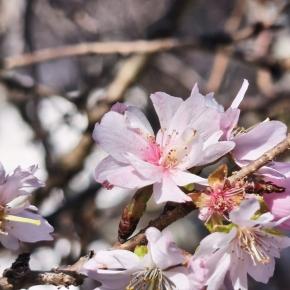 フユザクラと味覚膳ランチ