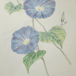 大人の塗り絵（ユーキャン）1〜朝顔