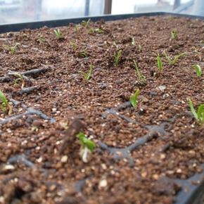 12月27日・ホウレンソウ発芽！