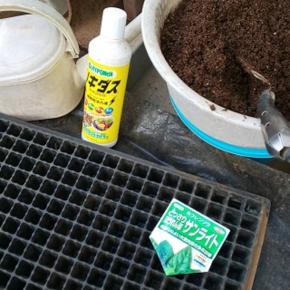 1月2日・ホウレンソウ播種！