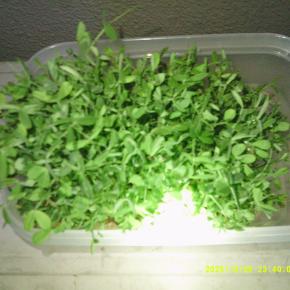 今日の我が家の家庭菜園（令和7年12月25日木曜日 クリスマス 大雨☔）