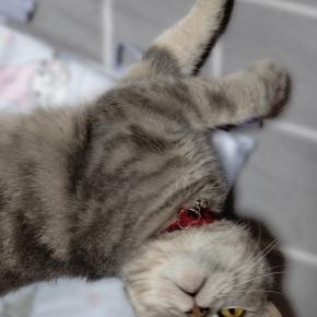 YUYU🌴ハワイ旅行へ行く🛫〖準備編②／🐈2にゃんズを預ける〗