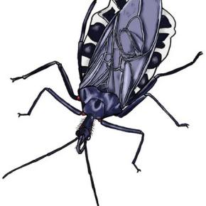 マダニに刺された？