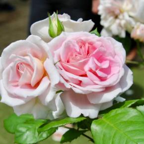 希望のバラ「ICAN」