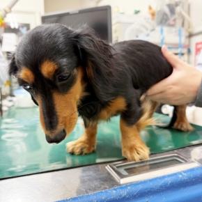 緊急で病院行き。涙