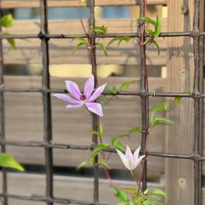 暑いけど季節が少し進みました＊効果あり＊