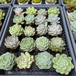 若いって素晴らしい