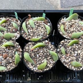 お気に入りの葉挿し