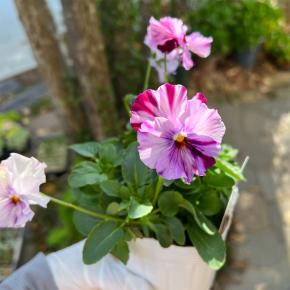 発色鮮やか ピンクベースに絞りが入った＊ビオラ＊ロカハーツ トパーズ