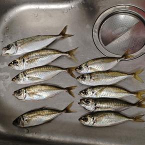 細マッチョ友人から久しぶりの釣果報告