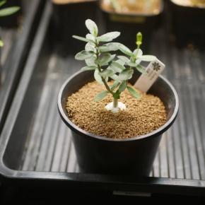 フォッケア・エデュリス（火星人）を支柱に誘引する