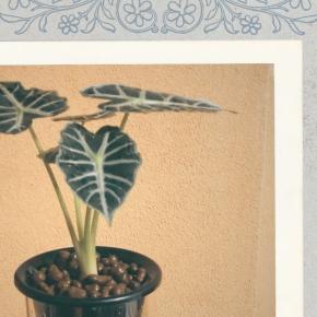 【荳ふくブログ】​アロカシアの洗礼(後編)｜ 葉が黄色く落ちた。 万年初心者が挑む「アロカシア・パラソル」の半水耕栽培