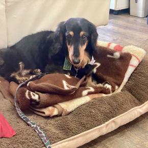 Mダックスフンド♪大あくび～(￣▽￣;)