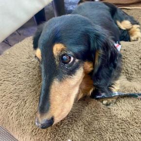 Mダックスフンド♪可愛い～(^q^)✨️