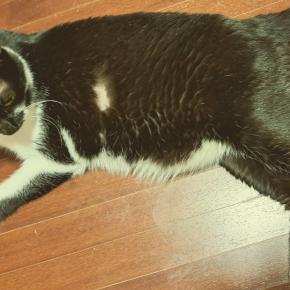 リンパ腫猫様、今週も安定。下僕はご褒美。