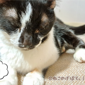 猫リンパ腫｜心が軽くなった日