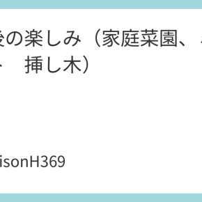 定年後の楽しみ（家庭菜園、ミニトマト 挿し木）