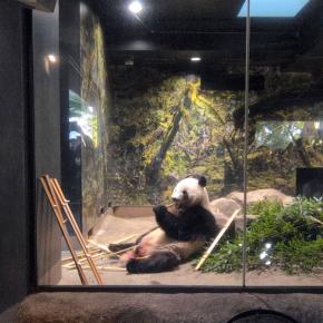 🐼6人家族の上野動物園攻略記！弁天門入園と先手ランチでパンダも動物も120%楽しむ方法