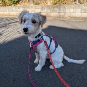 門脈シャント手術の予後は？JRTアルティ完全結束から驚異の回復を遂げるまで