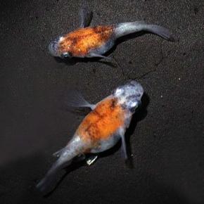 ◆へえ～～～って言うお話パート6