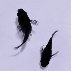 ●しばしの別離～ジョー