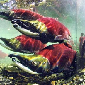 アラスカ船旅列車旅【氷河の次に現れたのは？】