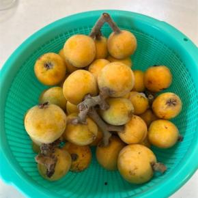 びわをいただきました。