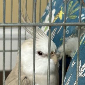 鳥は朝からテンション高い