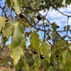 企業型iDeCo導入検討だって。加入者が集まったら。