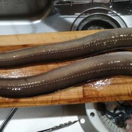 2026年の釣行予定