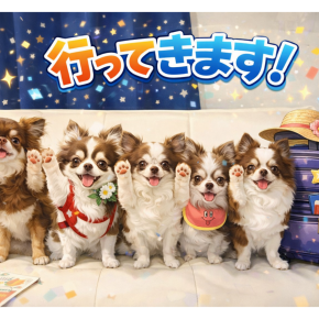 2025年最後の病院健診トリミングdayでした👍