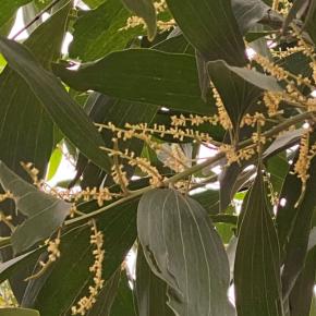 天国の香り「アカシアの日」記念2025年7月22日