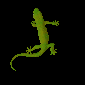 知らなかった、イモリとヤモリの違い。