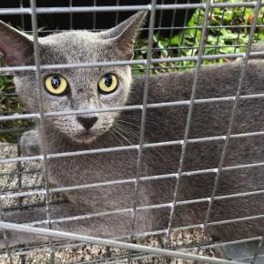 るるちゃんの手術（保護猫#20）