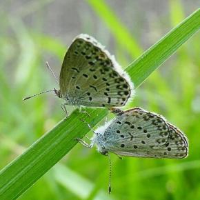 「秋の声」❤♡交尾中の蝶とバッタ