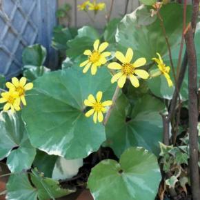 冬の花と蕾と種