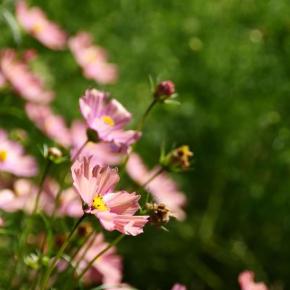 覚醒下手術のことを覚えていた