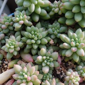 ピンクベリーがもりもりに(*^^)少しだけ紅葉してきました