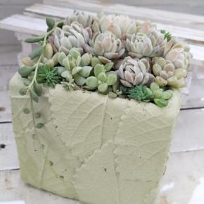 淡いミントグリーンの鉢に寄せ植え(*^-^*)