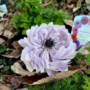 アネモネの美しさとマムの寄せ植えの手直し