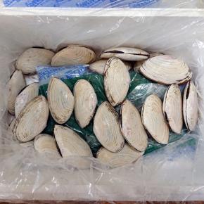 初めて食する白貝