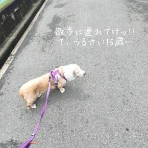 散歩大好きバセットハウンド