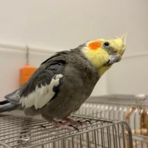 可愛い画像を作ってもらいました♪