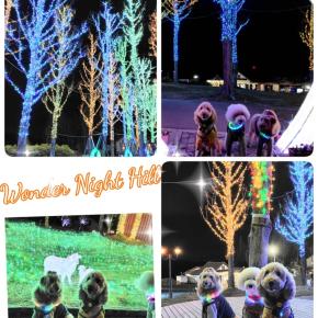 ✨Wonder Night Hill✨