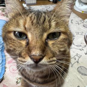 肥満細胞腫よくならないにゃー