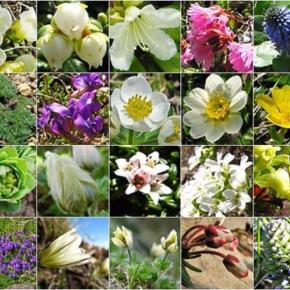 硫黄岳･横岳 稜線の花 [6月下旬]