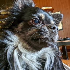 わんぱくでもいい、冷蔵庫に入れなくてもいい