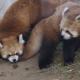 上野動物園 202512-26