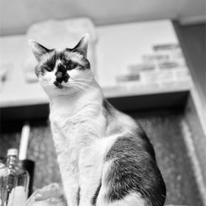 需要が…そんなに！