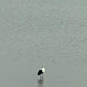 久しぶりのウォーキングともち麦